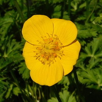 Trollius farreri farreri